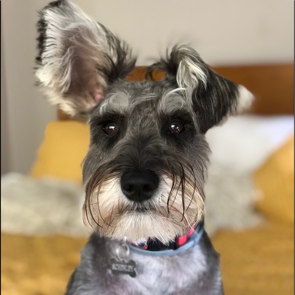 Meet your Posher, Mel - Picture 1 of 1